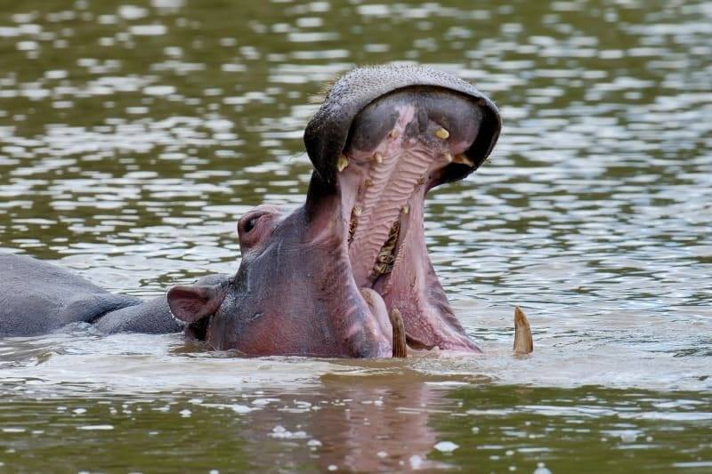 Hippo family