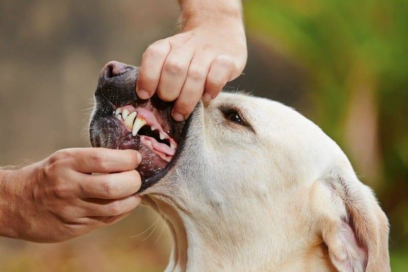What's in your mouth