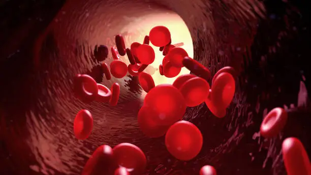 Visual Representation of Red Blood Cells Navigating Through a Blood Vessel Pathway.