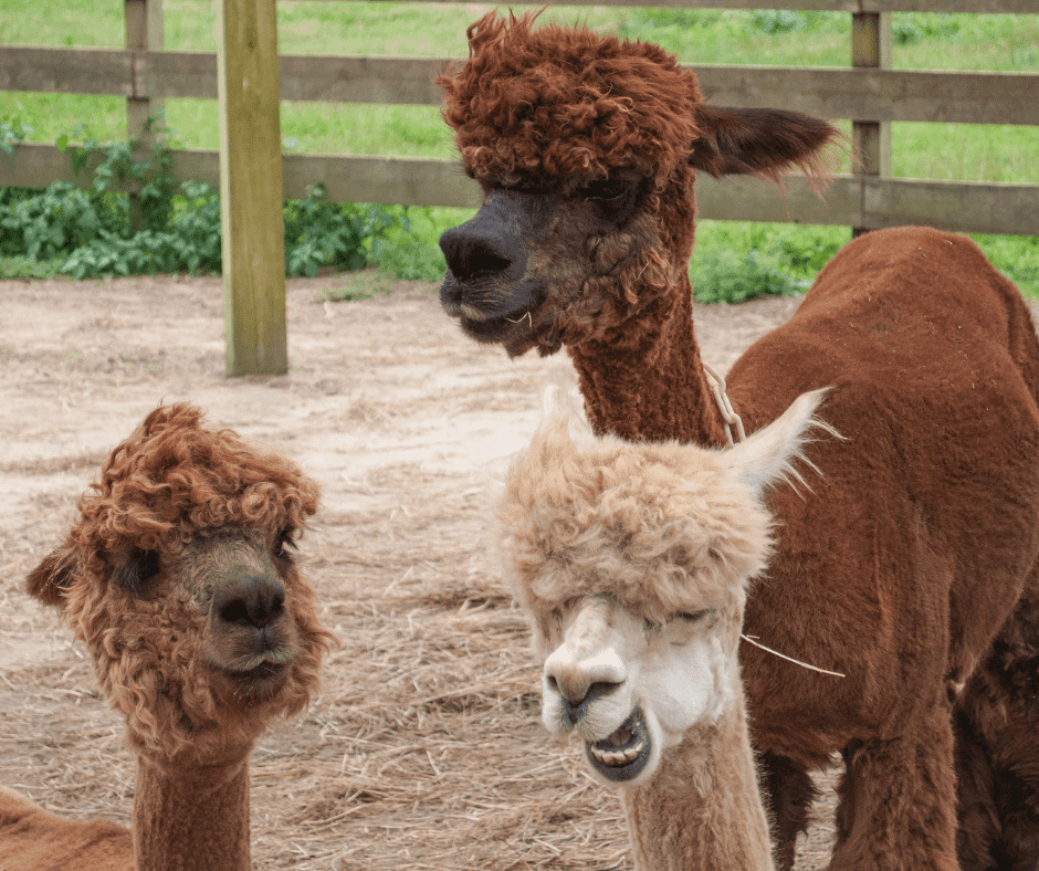 At Origin Dental Wellness in Tulsa, Oklahoma, we invite you to experience a soothing and nurturing environment reminiscent of three alpacas with their soft, curly fur basking peacefully under the sun in a tranquil outdoor setting. Just as these alpacas embody natural beauty and serenity, our holistic health-centered dental practice is dedicated to creating a welcoming atmosphere that prioritizes your well-being through comprehensive and caring dental care.