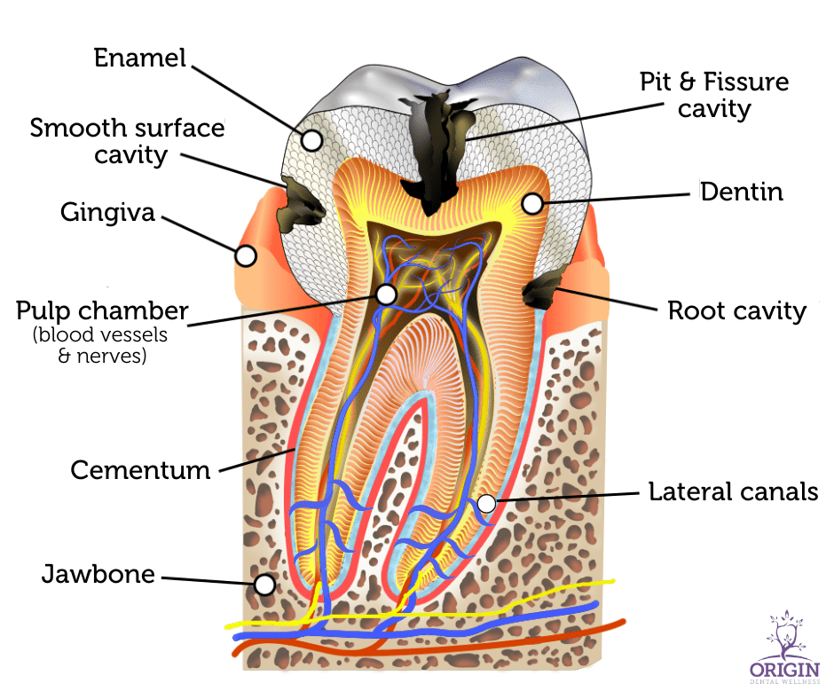 Discover the intricate structure of a tooth at our Tulsa-based Biological and Holistic Dentistry practice. We offer an enlightening exploration with every component carefully identified: enamel, dentin, pulp chamber, cementum, and beyond. With a focus on holistic health, our mission is to enhance your overall dental well-being through comprehensive insights and understanding.